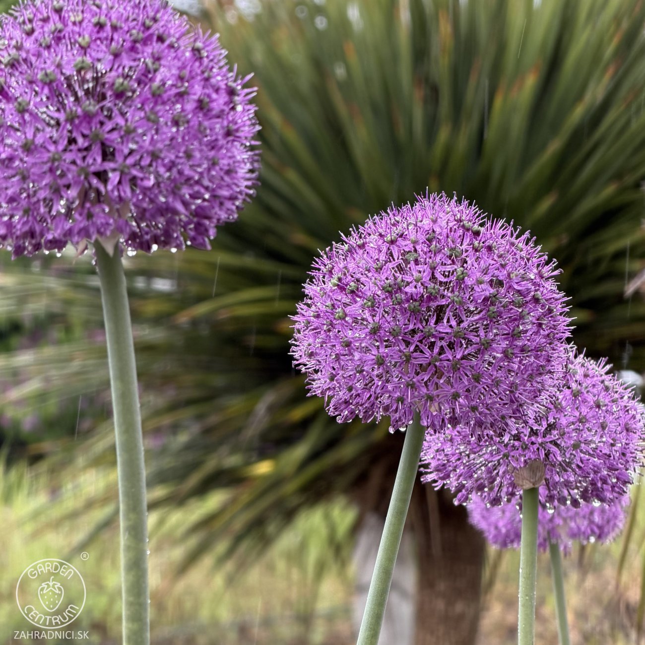 Obrázok Okrasný cesnak (Allium) ´OSTARA´, kont. C2L